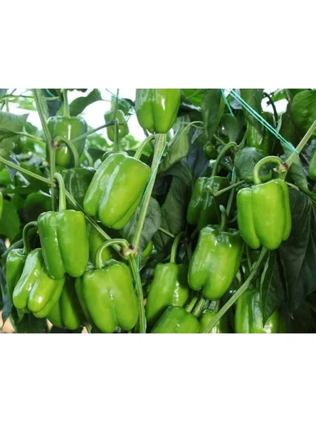 Doğal Biber Kandil Dolma Tohumu - Yüksek Kalite ürün görseli 1