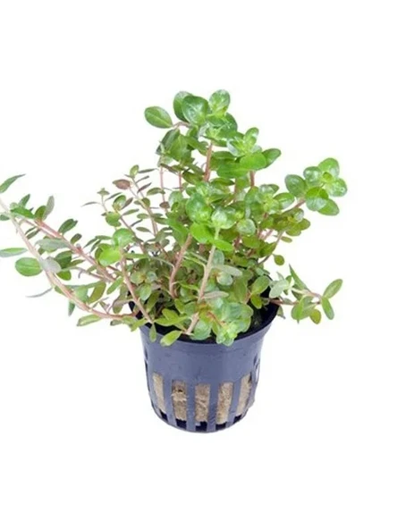 Canlı Rotala Rotundifolia Saksı Bitkisi ürün görseli 1