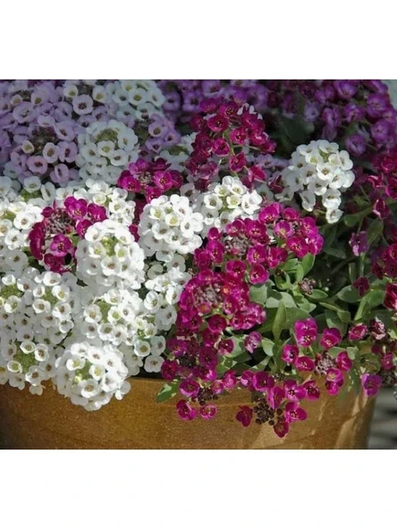 Alyssum Tohumu - Kraliyet Halısı Karışık Renkler (40 Tohum) ürün görseli 1