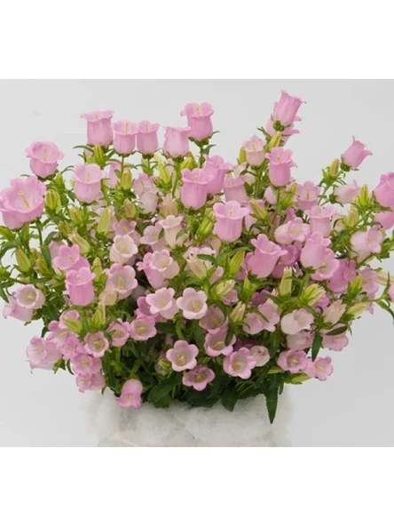 Mini Maviş Çan Çiçeği Tohumu - Pembe Renkli - 5 Tohum ürün görseli 1