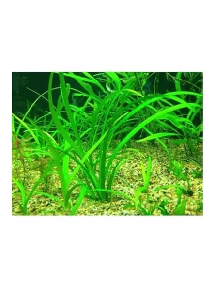 Sagittaria Subulata, Saksıda Canlı Bitki, Su Bitkisi - Resim 2