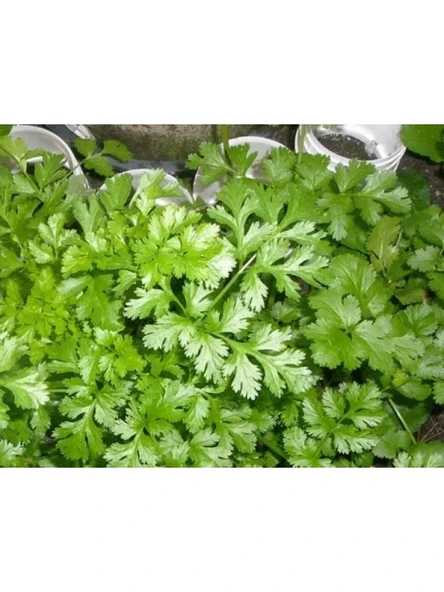 Kişniş Tohumu (10 gr) ürün görseli 1
