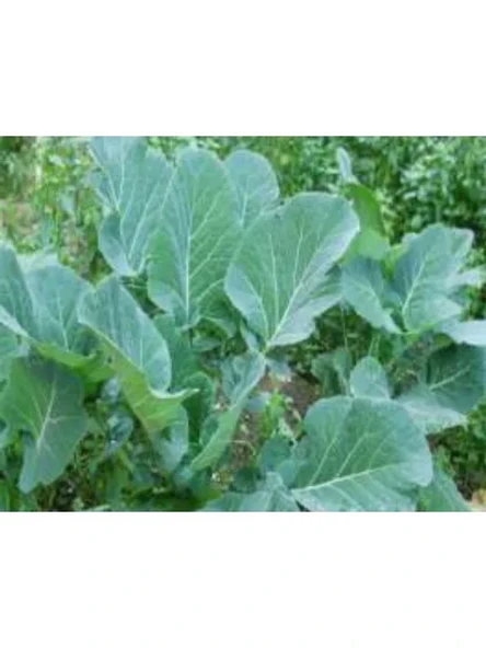 Karadeniz Lahana Tohumu - 10 Gram ürün görseli 1