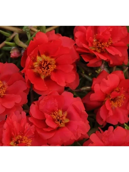Kırmızı İpek Çiçeği F1 Tohumu - 75 Adet ürün görseli 1