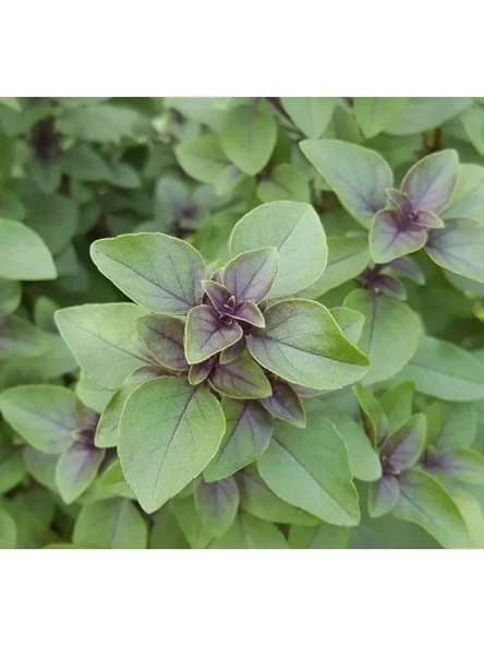 Tarçın Aromalı Fesleğen Tohumu - Özel Seri ürün görseli 1
