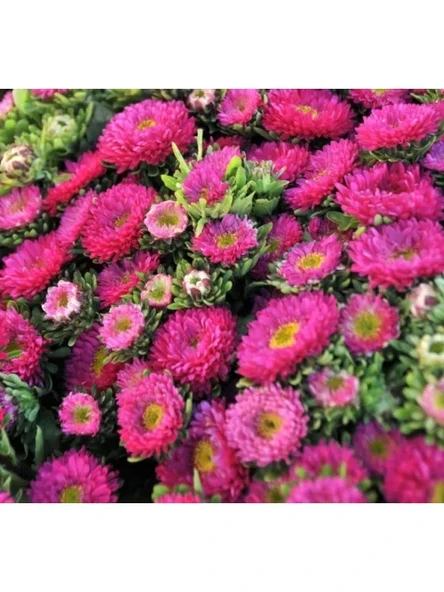 Pembe Kasımpatı Çiçeği Tohumu - 5 Tohum ürün görseli 1