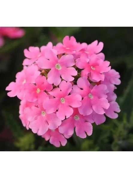 Pembe Mine Çiçeği F1 Tohumu - 20 Adet ürün görseli 1