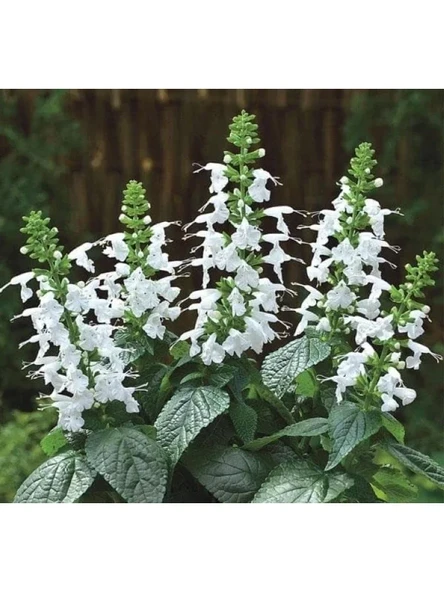 Beyaz Ateş Çiçeği Tohumu (Salvia F1) - 30 Adet ürün görseli 1