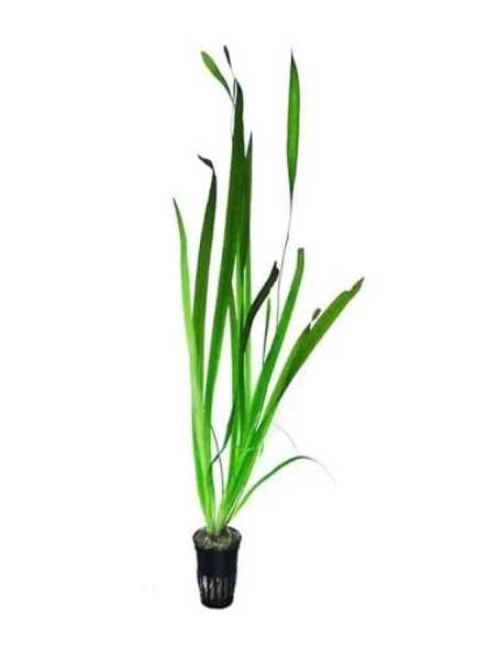 Dev Saz Saksı Canlı Bitki - Vallisneria Gigantea ürün görseli 1