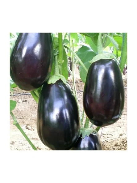 Antep Dolmalık Patlıcan Tohumu - Aksel 10 gr ürün görseli 1