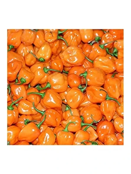 20 Adet Turuncu Habanero Acı Biber Tohumu - Bahçe İçin ürün görseli 1