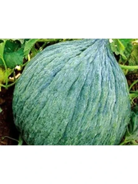 Hasanbey Kavun Tohumu - 10 gr ürün görseli 1