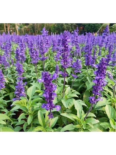 Leylak Ateş Çiçeği - Salvia F1 Tohumu (30 Tohum) ürün görseli 1