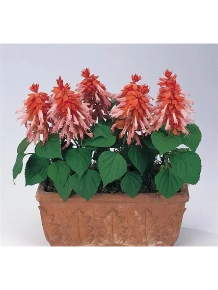 Salvia F1 Tohumu - Somon Ateş Çiçeği, 30 Tohum ürün görseli 1