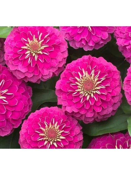 Büyük Geniş Çiçekli Pembe Zinnia Tohum Seti (5 Adet) ürün görseli 1