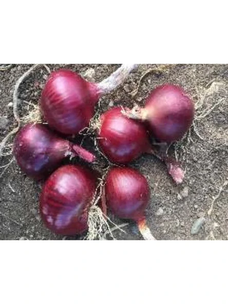 Aksel Soğan Yekta Tohumu - 10 Gr ürün görseli 1