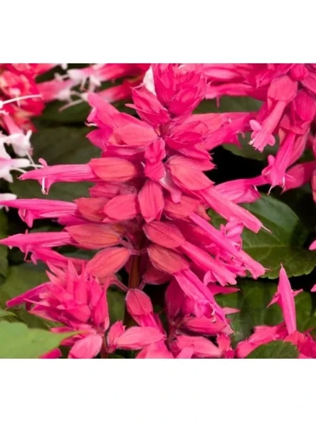 Pembe Ateş Çiçeği - Salvia F1 Tohumu - 30 Adet ürün görseli 1