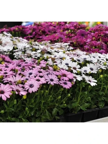 Kalıcı Bodrum Papatyası Tohumu - Sarı ve Pembe Renkli - 5 Tohum ürün görseli 1