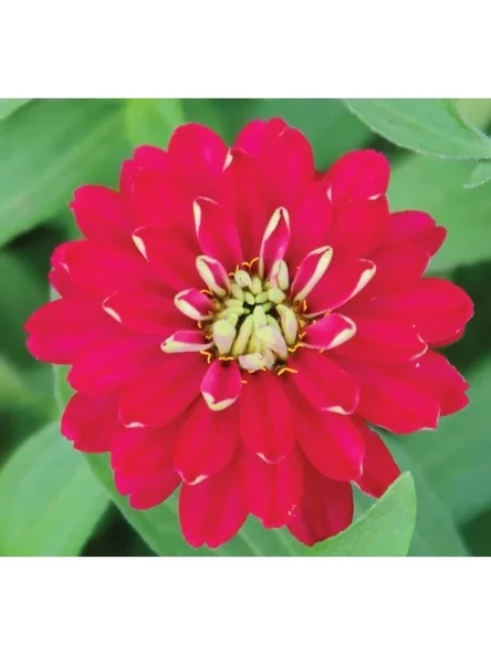 Kirli Hanım (Zinnia İri Çiçek) Tohumu - Kırmızı Beyaz 5 Adet ürün görseli 1
