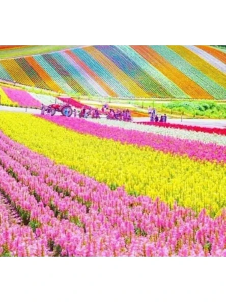 Japon Halı Çiçeği Tohumu ürün görseli 1