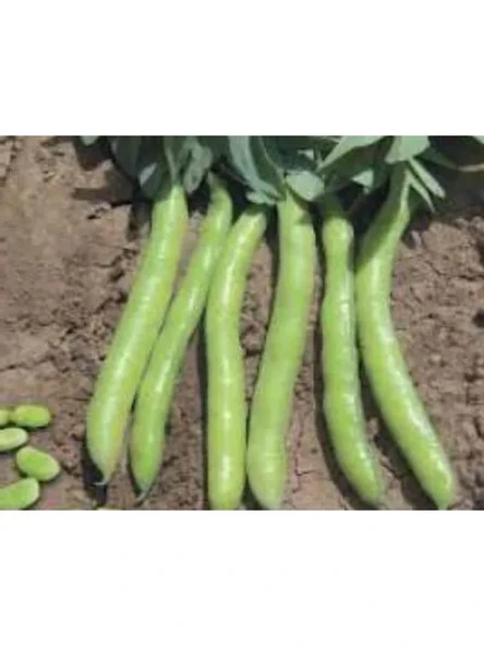 Bakla Sakız Tohumu - 10 gr, Sağlıklı Seçenek ürün görseli 1