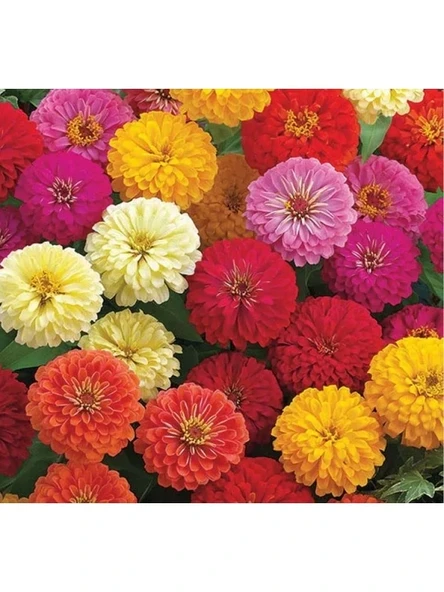 Karışık Renkli Büyük Çiçekli Zinnia Tohumu - 5 Tohum ürün görseli 1