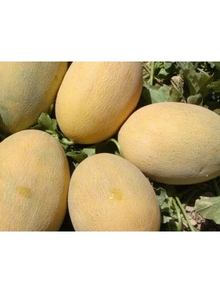 Doğal Kavun Tohumu - Ananas Çeşidi ürün görseli 1