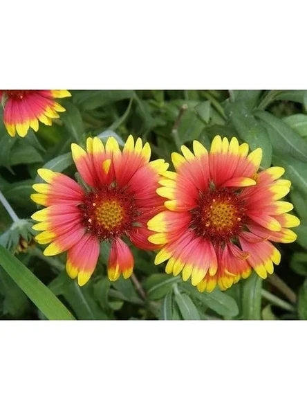 30 Adet Gaillardia Gayret Çiçeği Tohumu, Indian Blanket ürün görseli 1
