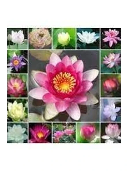 10 Adet Karışık Renkte Lotus Tohumu - Nilüfer Tohumu Seti ürün görseli 1