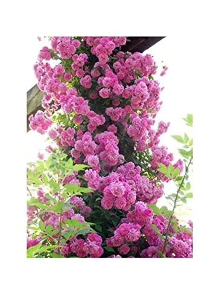 Dashing Look Pembe Sarmaşık Gül Tohumu 5 Adet Tohum TH-87770398964100091 ürün görseli 1