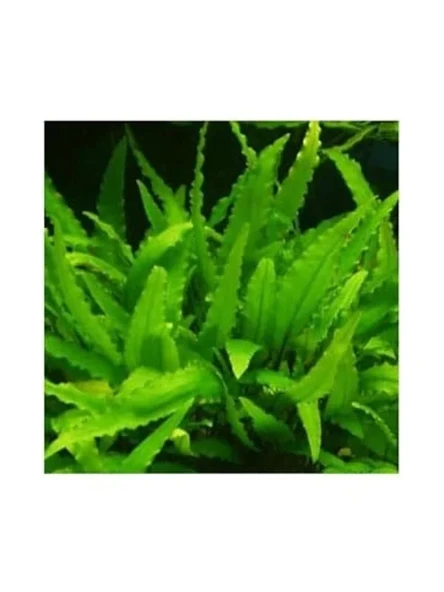 Canlı Cryptocoryne Wendtii Green Bitkisi, Saksı ile Birlikte ürün görseli 1