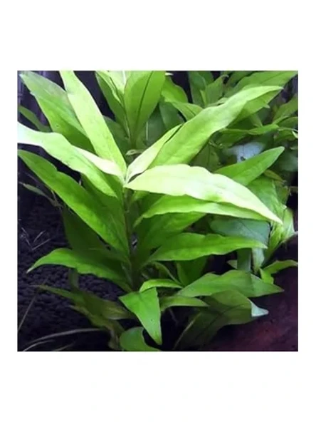 Hygrophila Corymbosa Angustifolia, Saksı Canlı Bitki ürün görseli 1