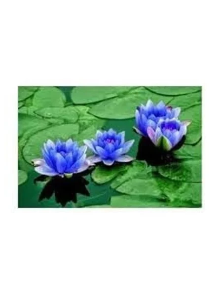 3 Adet Mavi Nilüfer Tohumu, Lotus Çiçeği Yetiştirme Seti ürün görseli 1