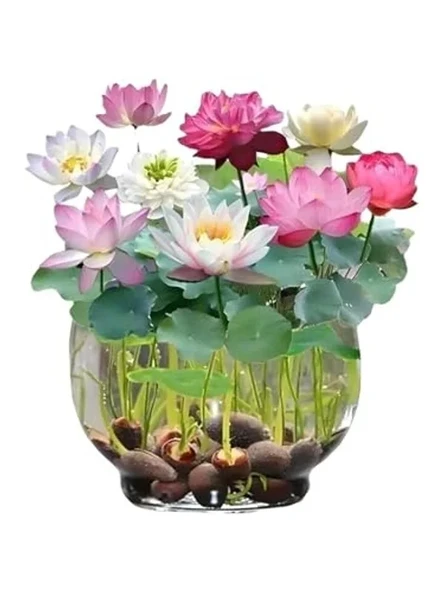 5 Adet Nadir Uzak Doğu Lotus Çiçeği Tohumu, Kutsal Karışım ürün görseli 1
