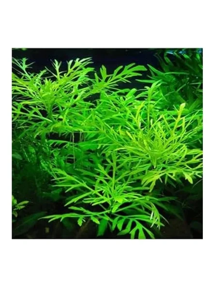 Canlı Bitki Hygrophila Difformis, 4-6 Kök Olarak ürün görseli 1