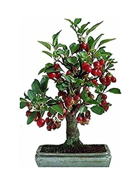 5 Adet Bodur Bonsai Kiraz Ağacı Tohumu, Saksı Hediyeli ürün görseli 1