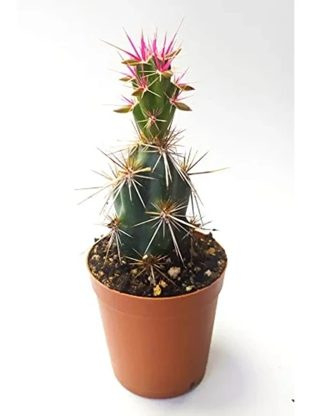 5.5 cm Saksıda Özel Corynopuntia Invicta Kaktüs - Nadide Tür ürün görseli 1