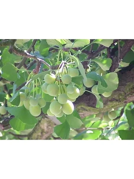 3 Tohum Ginkgo Biloba Mabet Ağacı Tohumu, Bahçe İçin ürün görseli 1