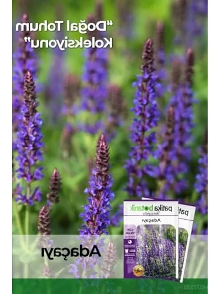 50 Adet Adaçayı Çiçek Tohumu, Salvia Officinalis Bitkisi ürün görseli 1