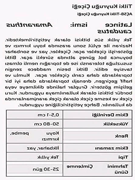Tilki Kuyruğu Çiçeği Tohumu - Resim 2