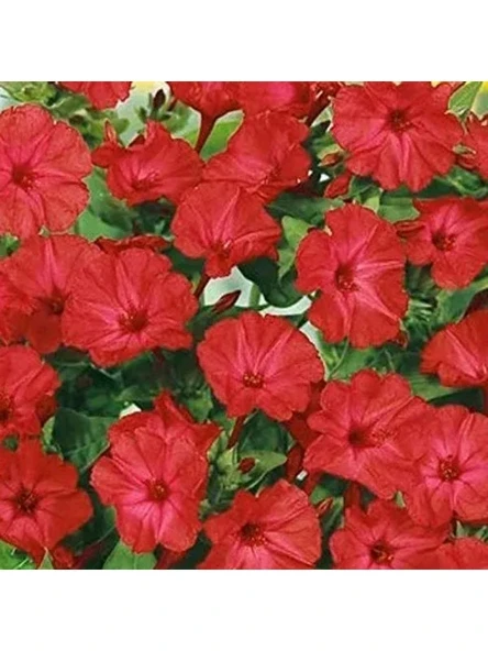 20 Adet Bright Red Akşam Sefası Çiçeği Tohumu ürün görseli 1