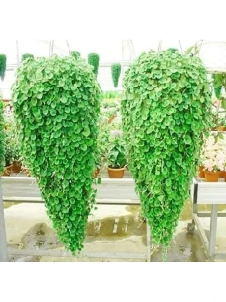 100 adet Dichondra fare kulağı çiçeği tohumu, bahçe dekorasyonu ürün görseli 1