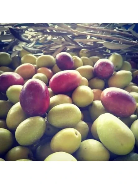 Tüplü Aşılı İri Meyveli Zeytin Fidanı ile Bahçeniz İçin Seçim ürün görseli 1