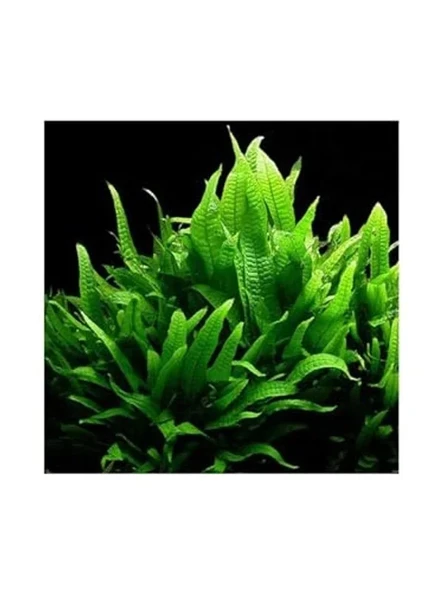 Canlı Bitki Saksısı, Microsorium Pteropus, Dekoratif Kullanım ürün görseli 1