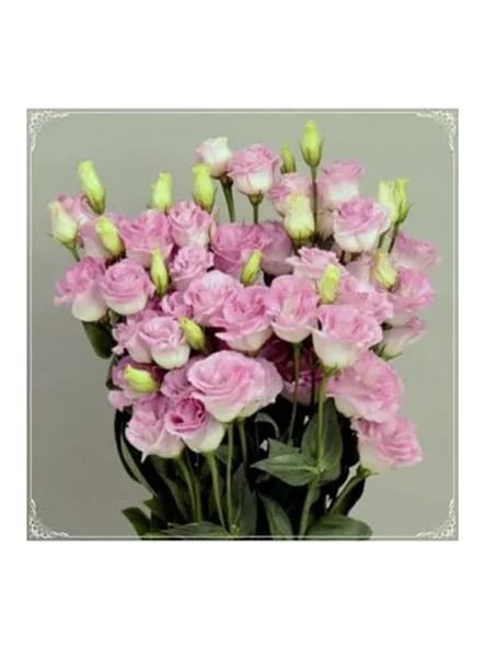 Tohum Dünyam 5 Adet Papillon Pink Blush Lisianthus Tohumu ürün görseli 1
