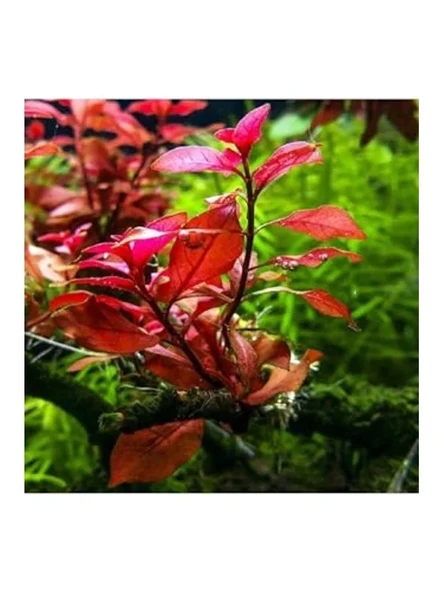 Canlı Bitki, Ludwigia Mini Super Red Saksıda ürün görseli 1