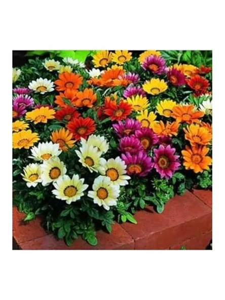 10 Adet Gazania Mix Flower Tohumu, Renkli Bahçe Bitkisi Seçenekleri ürün görseli 1