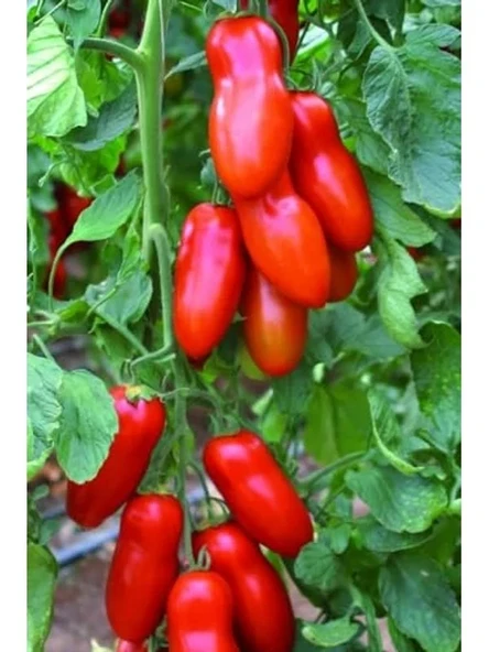 San Marzano Domates Tohumu, 10+ Adet Paket, Verimli Üretim ürün görseli 1