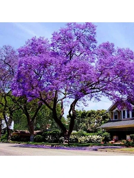 Hızla Büyüyen Paulownia Ağacı Tohumu, 50 Adet ile Verimli Tarım ürün görseli 1