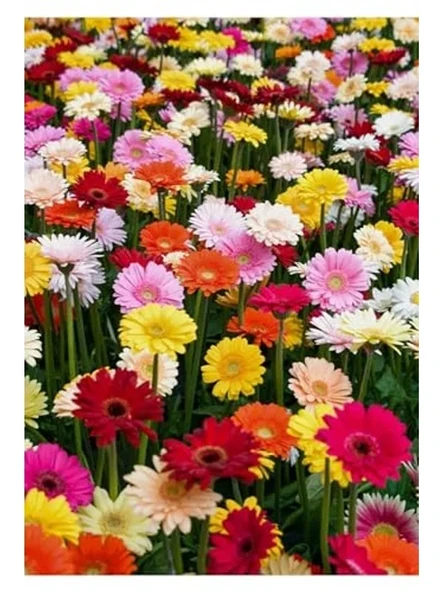 Karışık Renkli Gerbera Çiçeği Tohumları, Bahçe için Renkli Alternatif ürün görseli 1